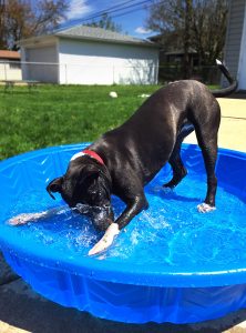 Five Marketing Tasks for the Dog Days of Summer